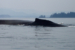 Humpback鲸