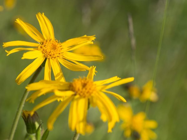Arnica Montana山野花 自然医学 波希米亚