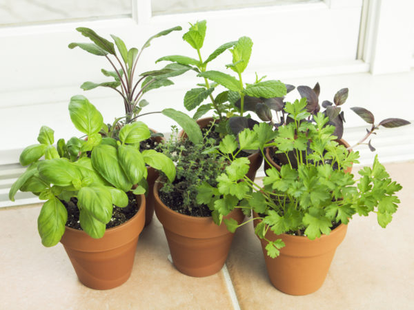 主题:用药菜园和窗边药草集合