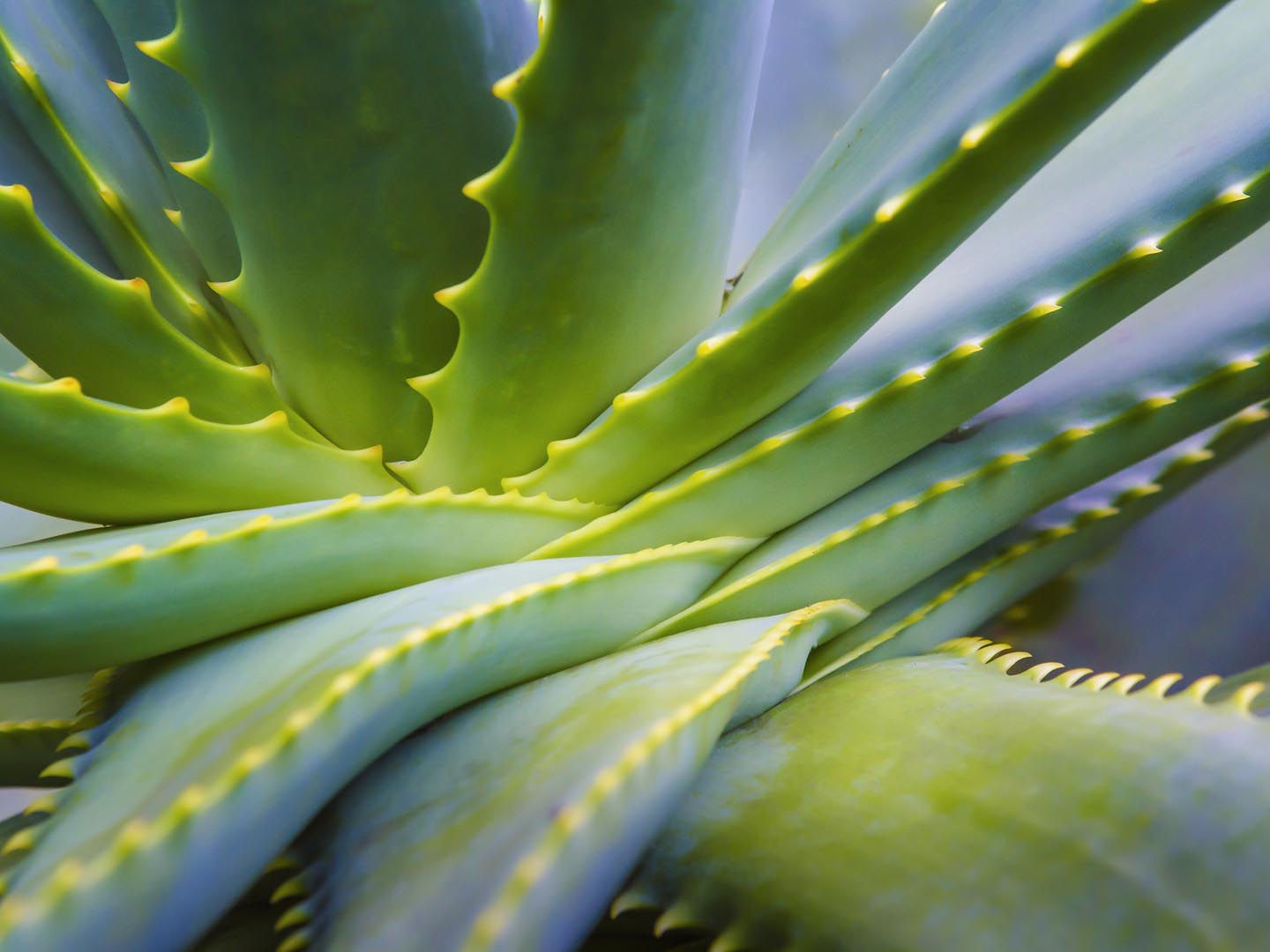 关闭AloeVera厂