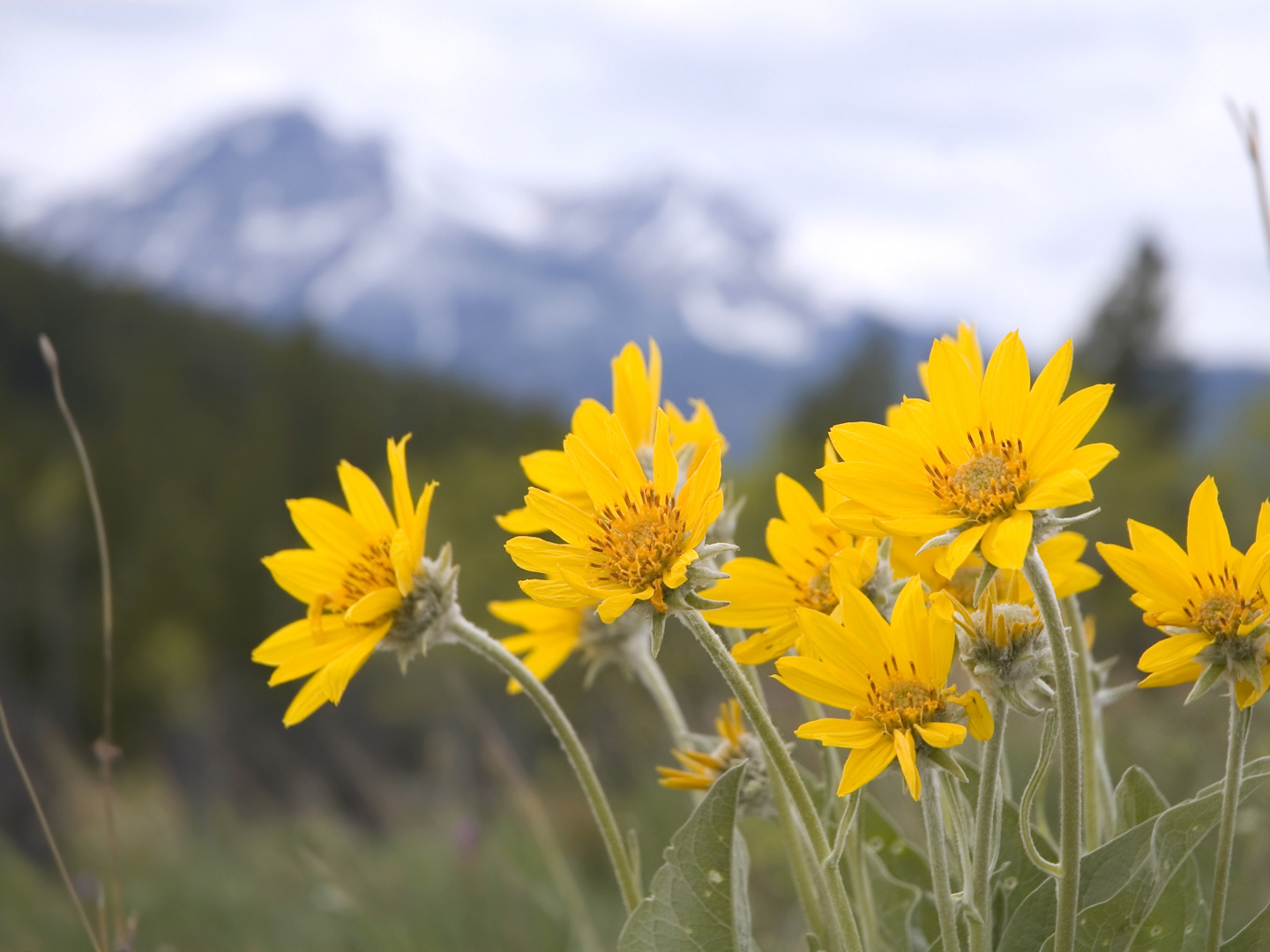 Arnica:使用福利Herbal补救ZerwerWeilMD