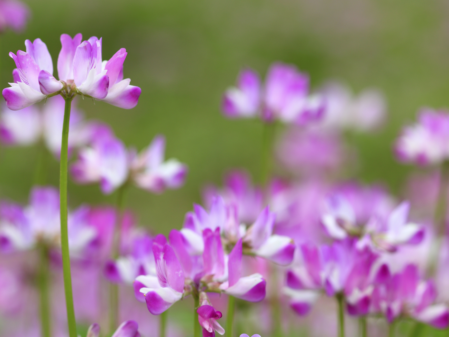 AstragalusHerbal补救++AndrewWeilMD