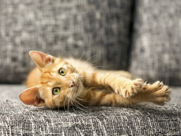 猫抓热威胁