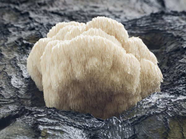 rare狮子Mushroom-Baarn,荷兰