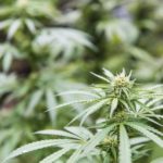 使用CBD油减轻痛苦Hemp,大麻和大麻+AndrewWeilMD