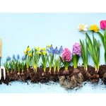 SpringServementes SpentaneousHipplements AndrewWeil,M.D.