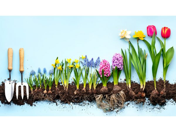 SpringServementes SpentaneousHipplements AndrewWeil,M.D.