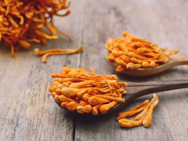 Cordyceps强化你的免疫系统Andrew WeilMD