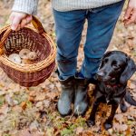蘑菇安全狗Pets和Pet Care Andrew Weil M.D