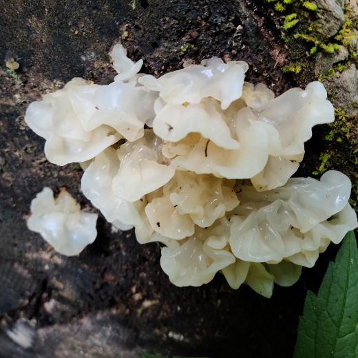 美人Tremella蘑菇支持皮肤自身保持水分能力